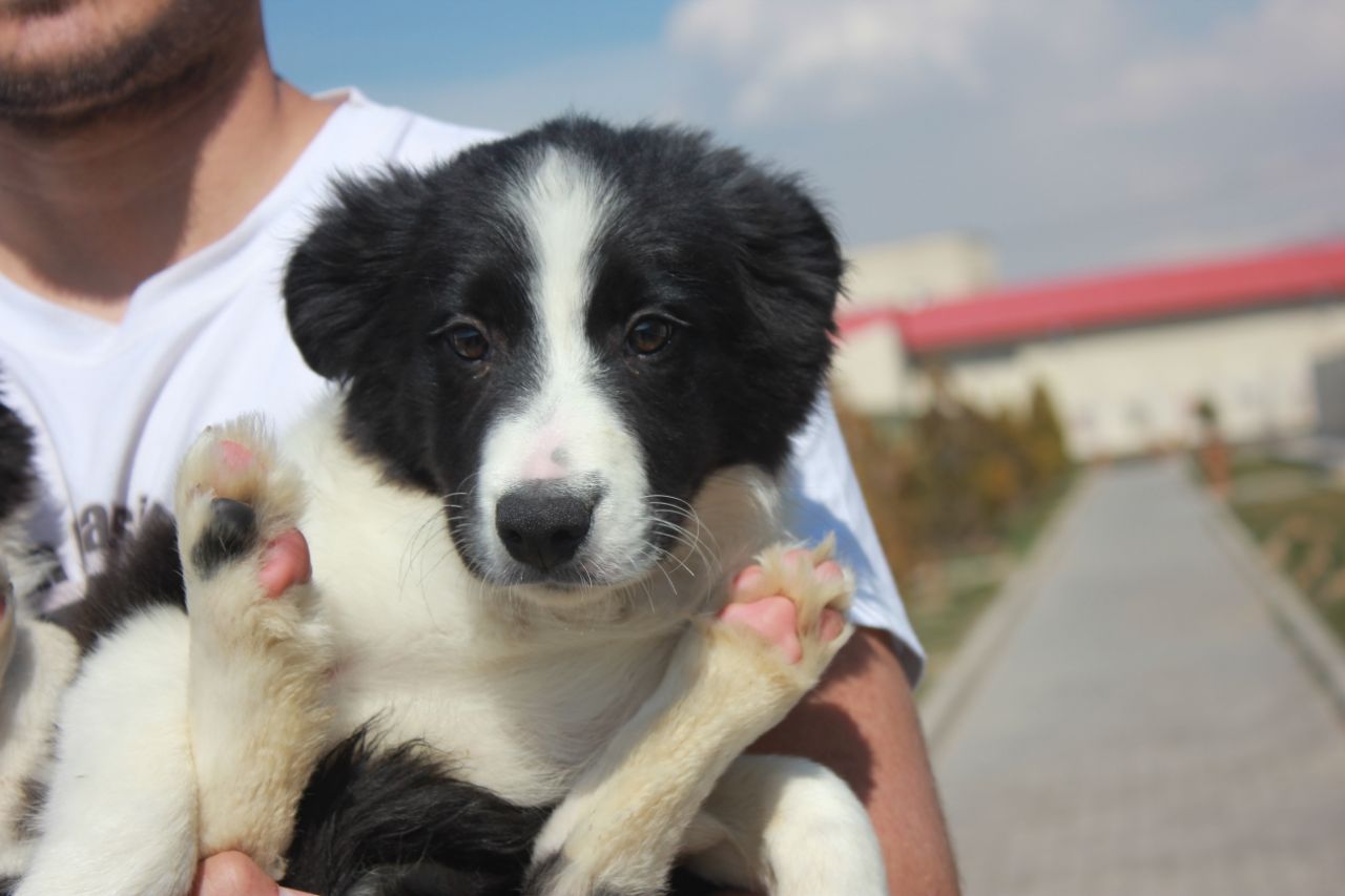 مولد نژاد بردر کالی لستر